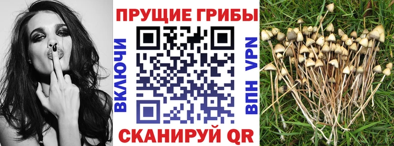 Псилоцибиновые грибы GOLDEN TEACHER  наркота  darknet официальный сайт  Череповец 